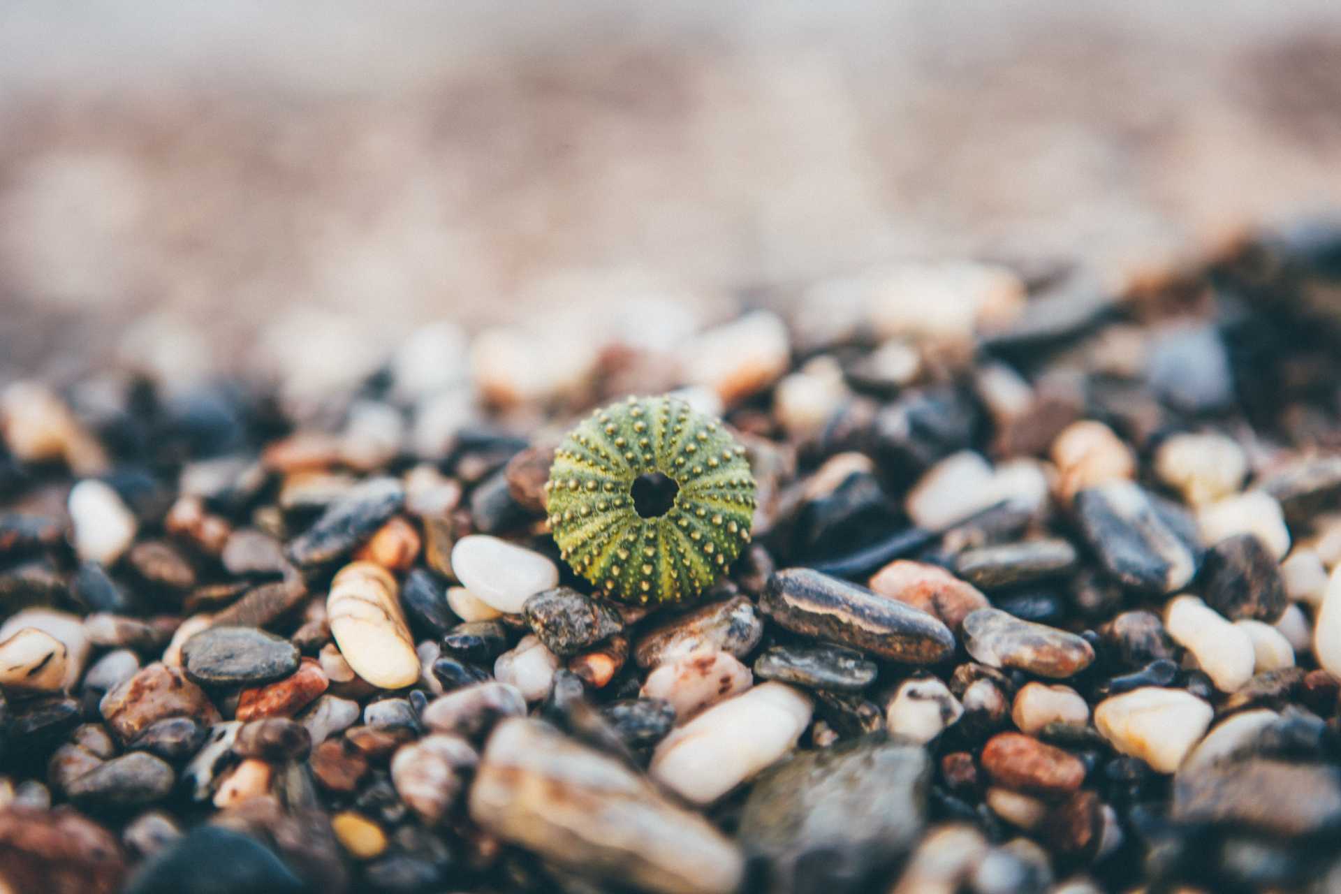 green sea urchin shell on beach