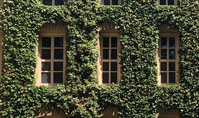 A building at Princeton University with ivy on the walls